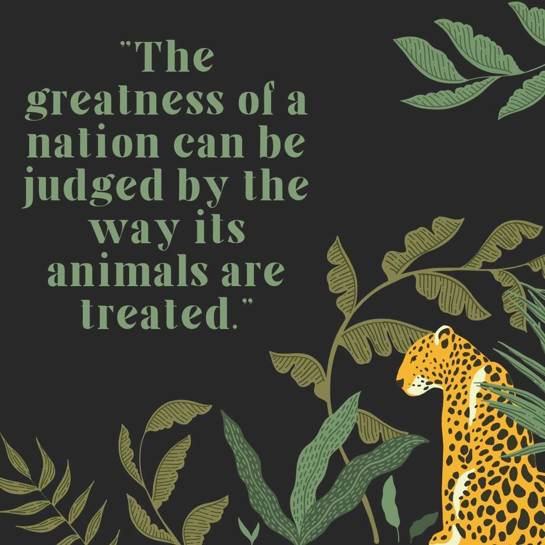 Quotes about animal