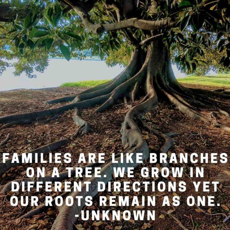 root of the family quotes