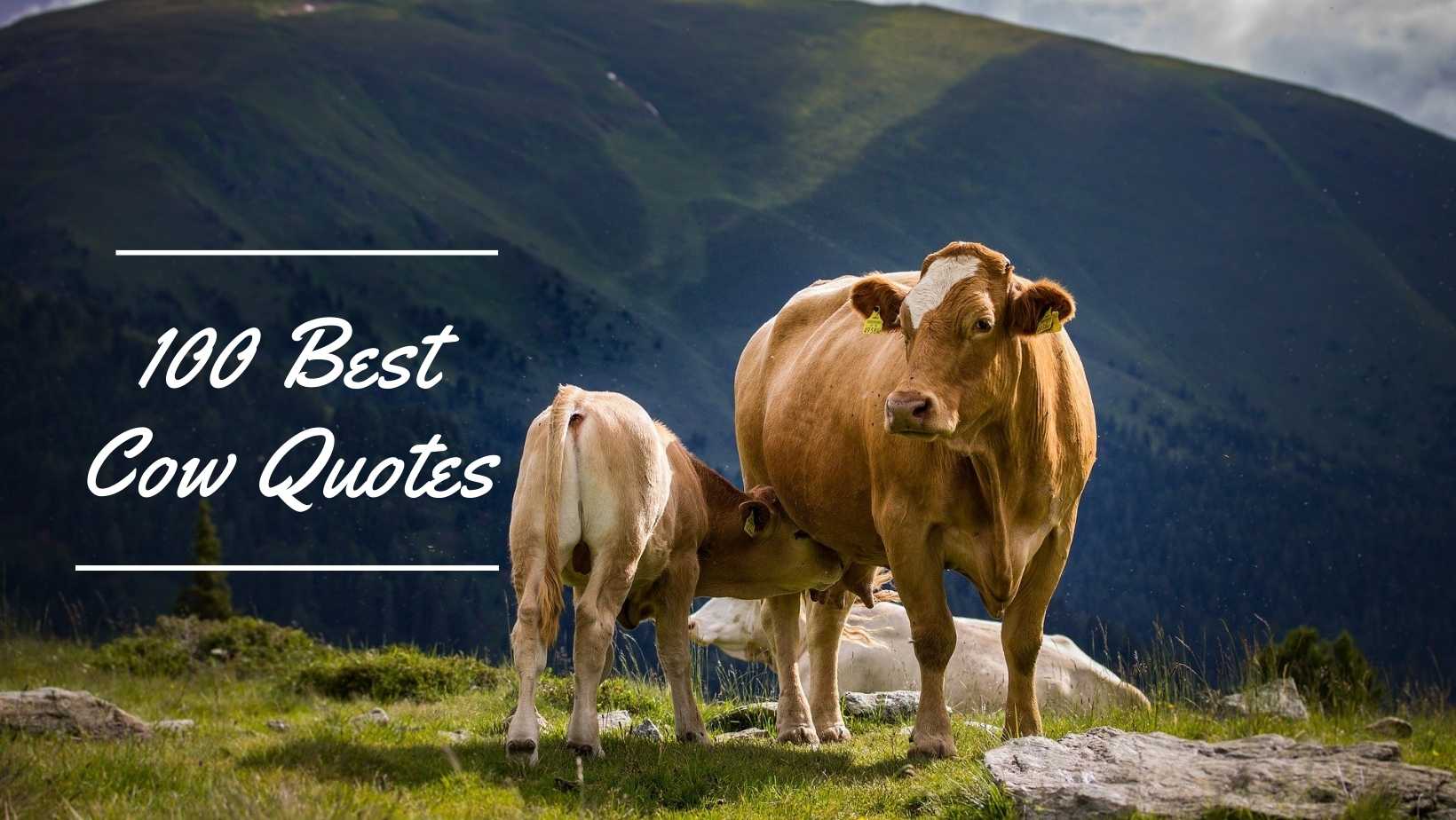 100 Best Cow Quotes