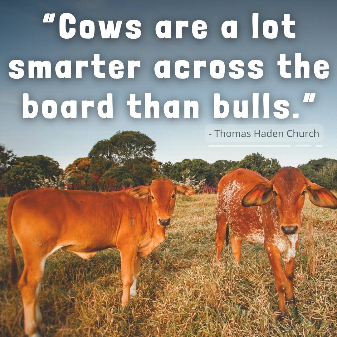 Best Cow Quote