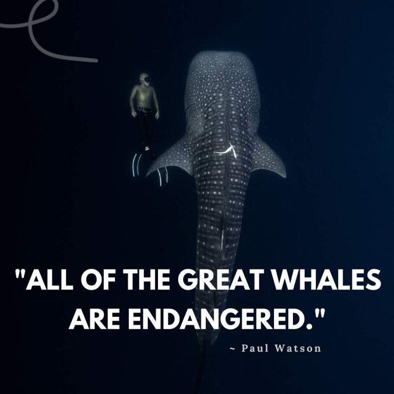 Best Whale Quotes