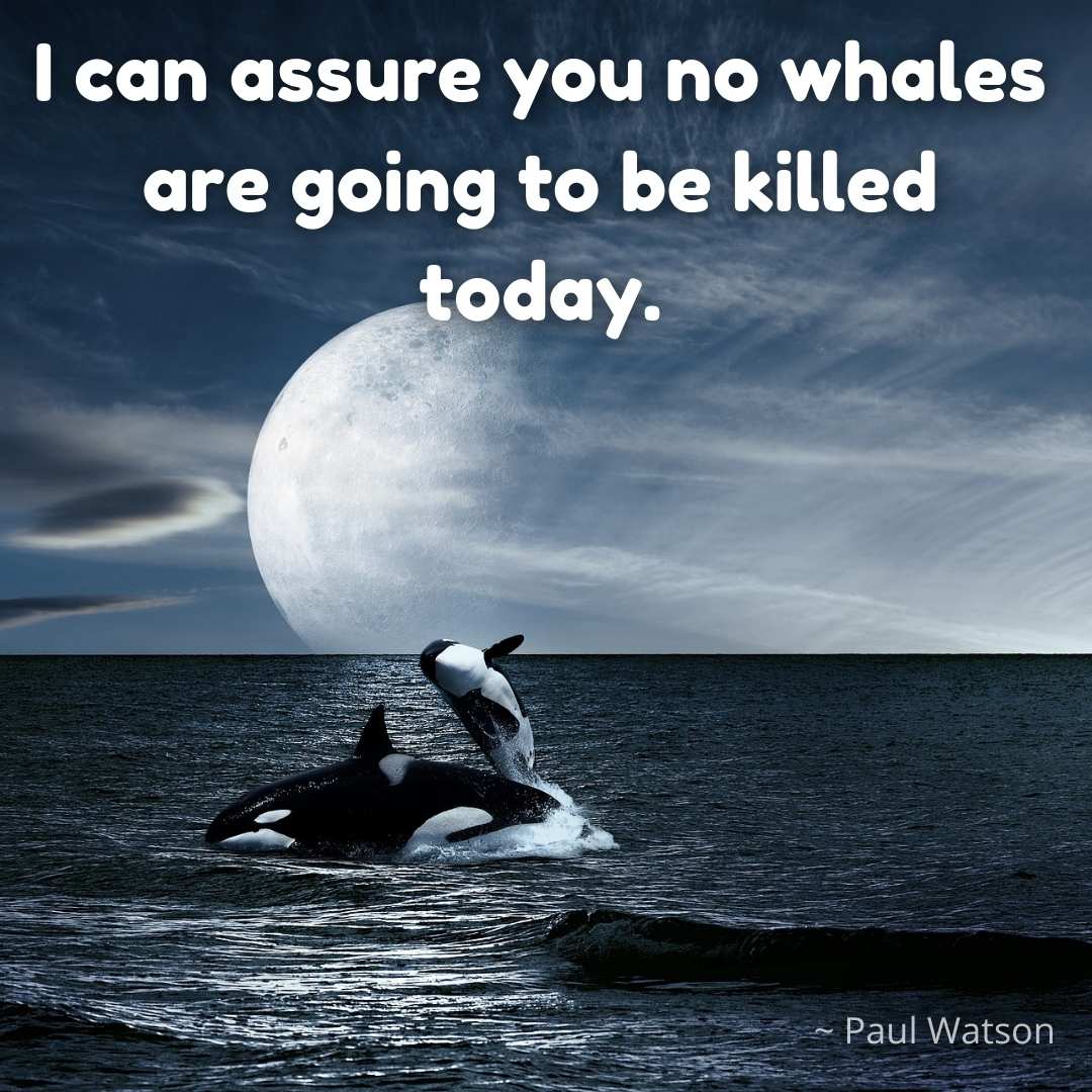 blue whale quotes