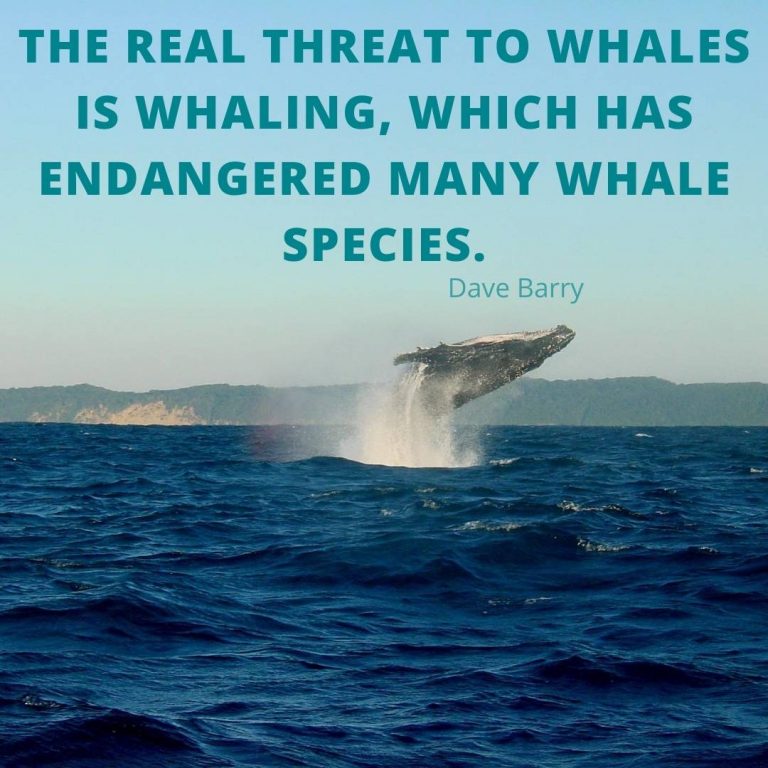 blue whale quotes