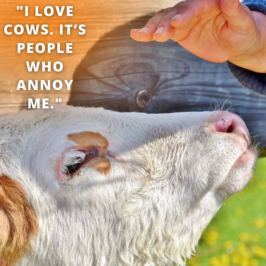 caption for cow lovers