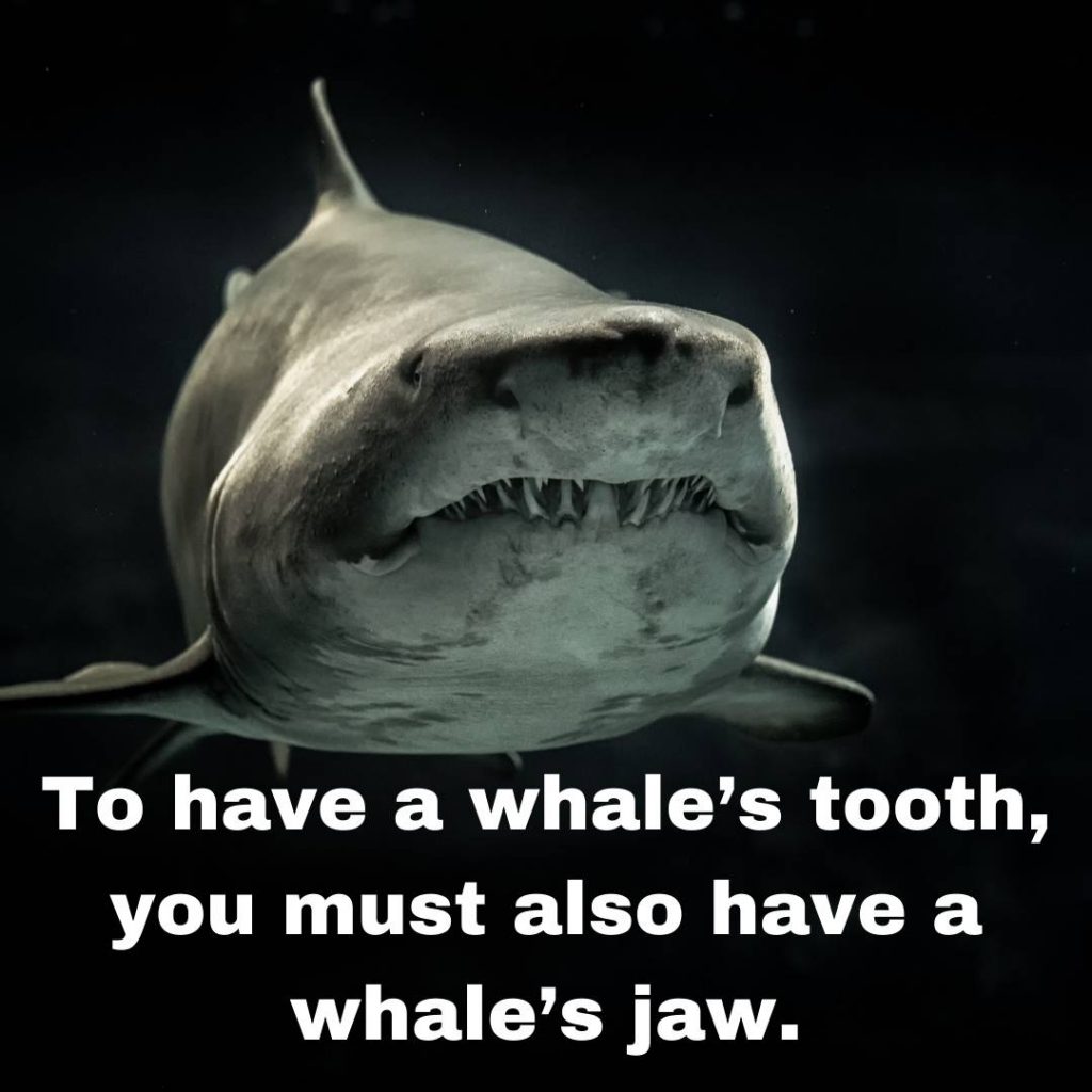 catchy whale phrases