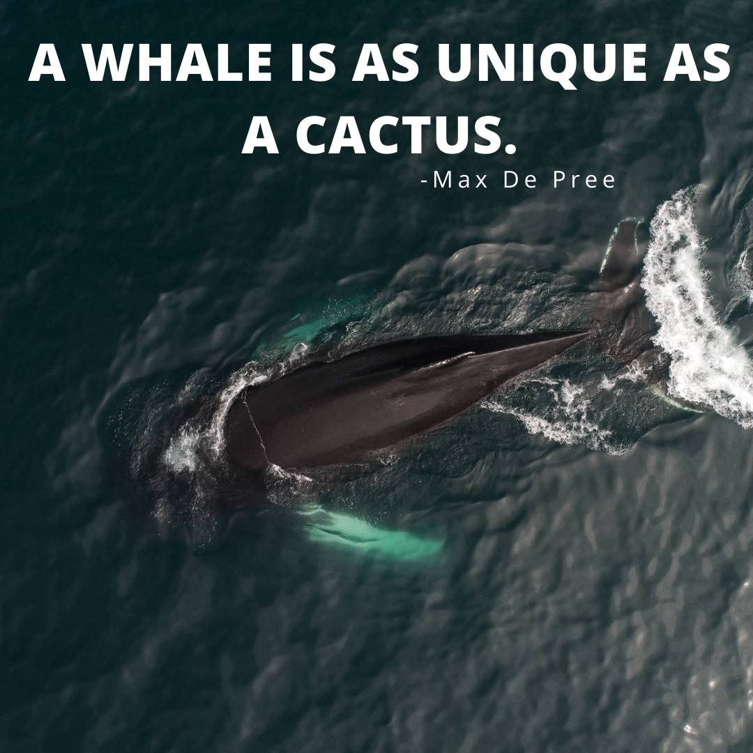 catchy whale phrases