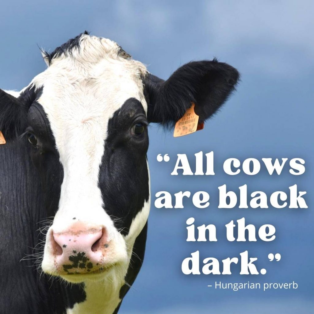 cow loving quotes