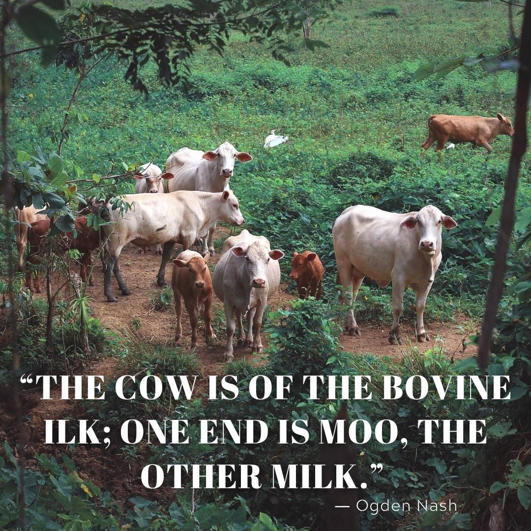 cow proverbs