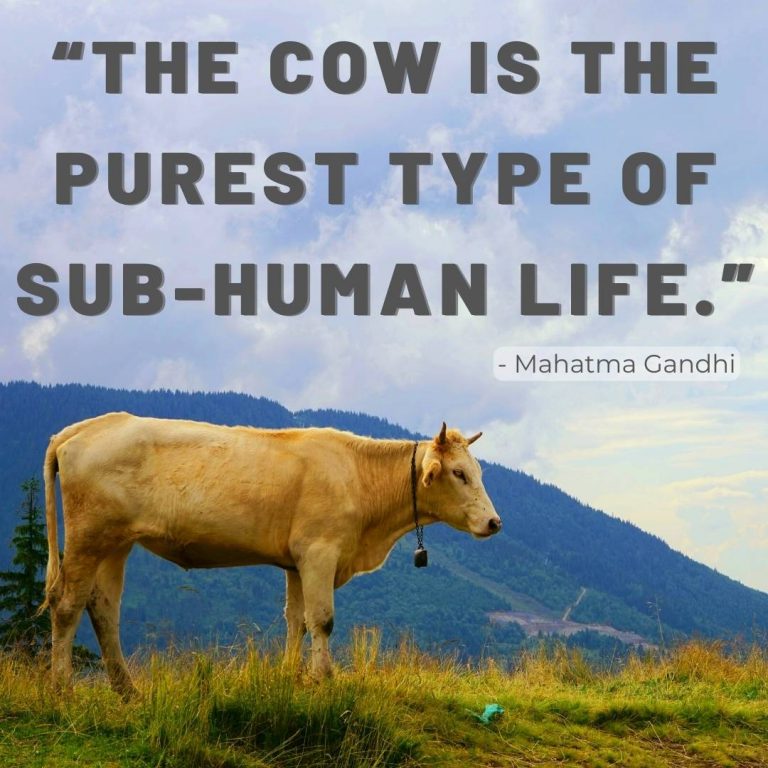 cow quotes