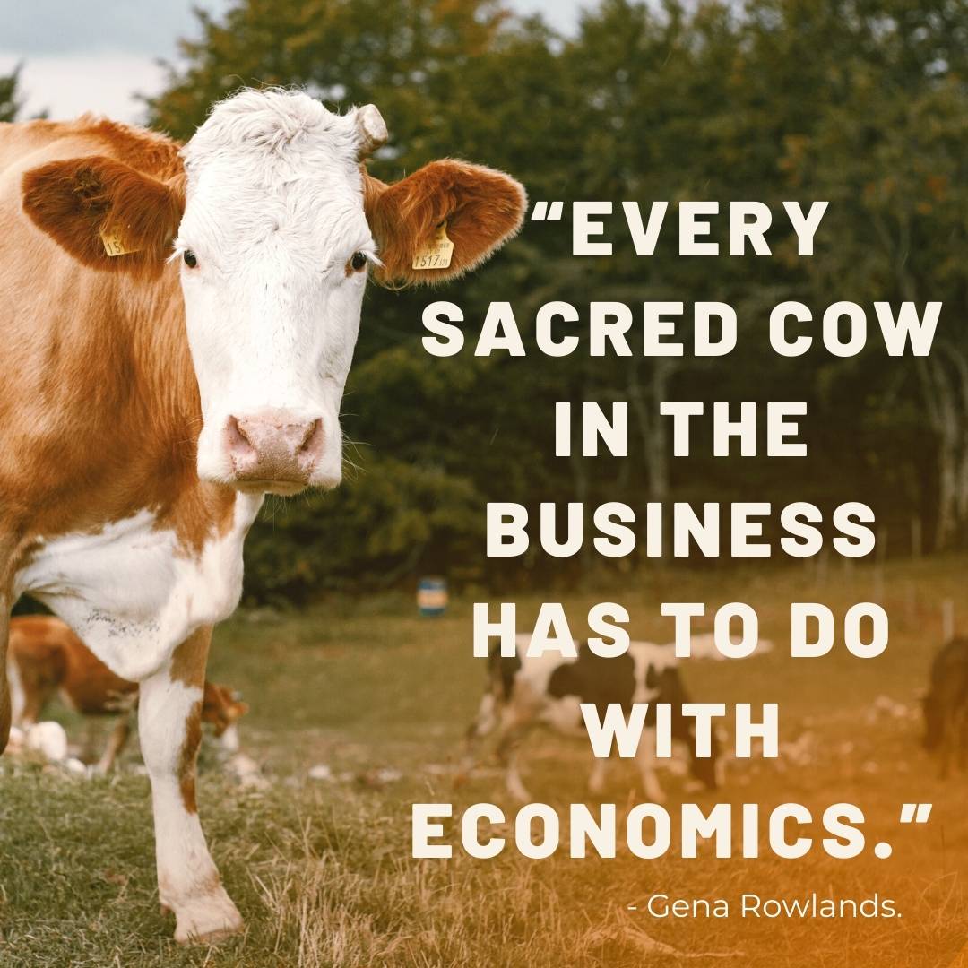 cow quotes for instagram