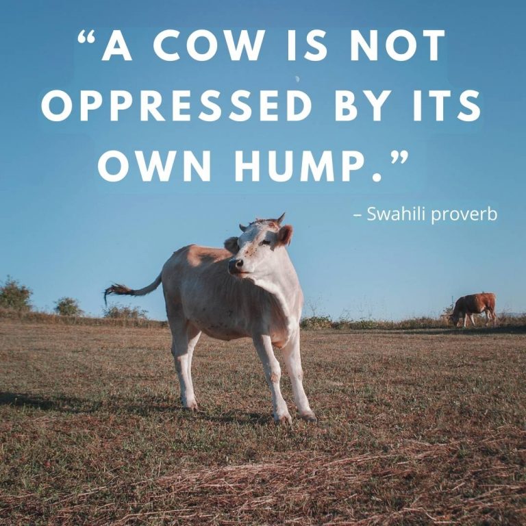 cow quotes for instagram