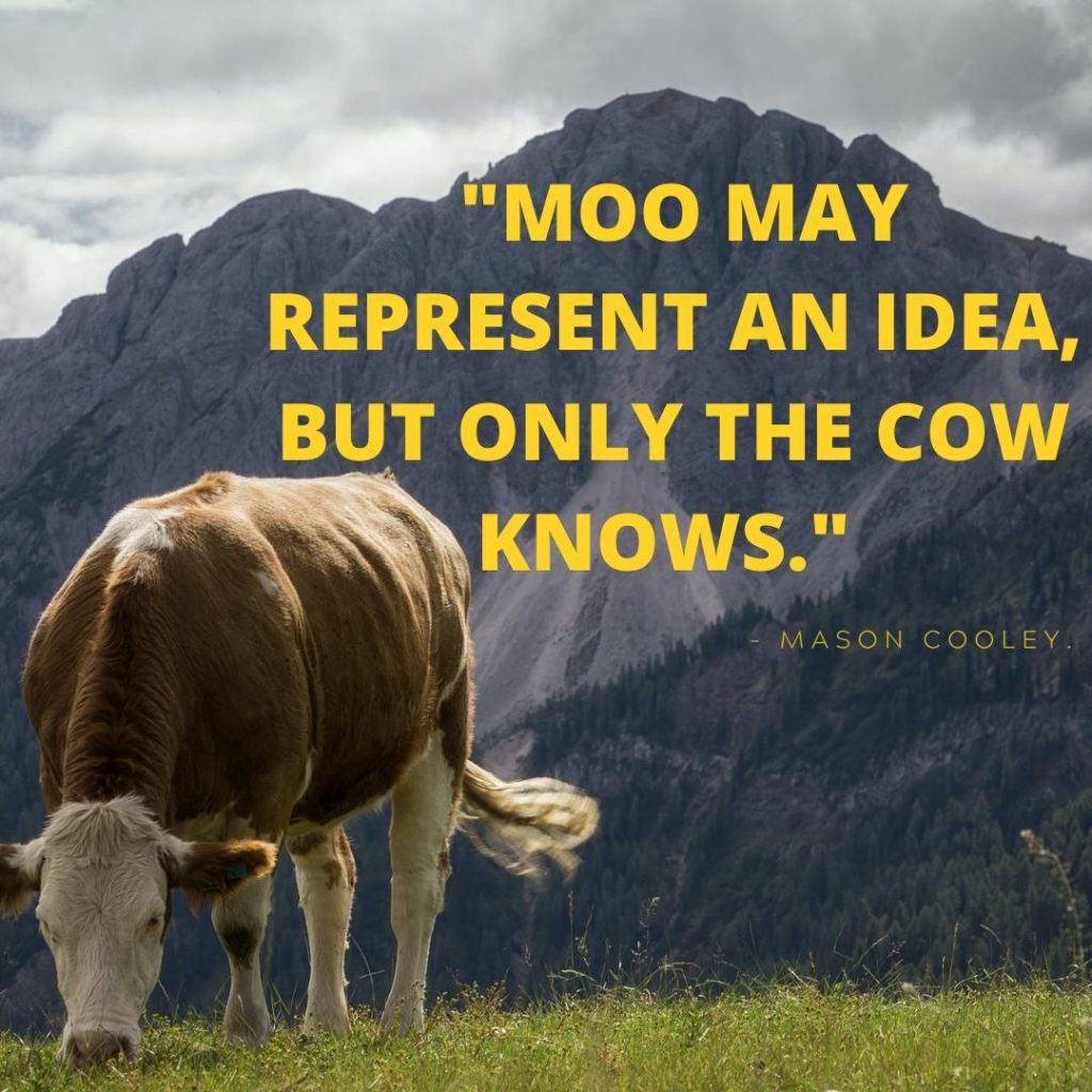 cow quotes funny