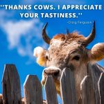 cow quotes funny