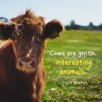 cute quotes about cow