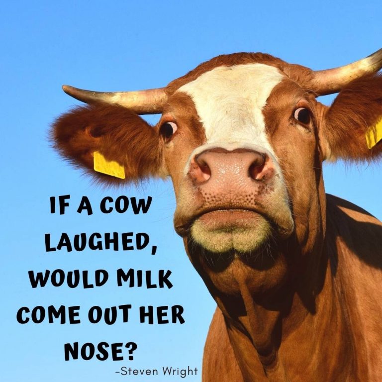 funny cow captions for instagram
