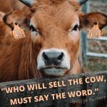 funny cow quotes