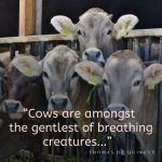 good captions for cow pictures