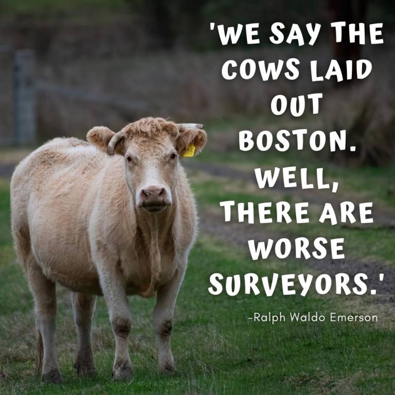good captions for cow pictures