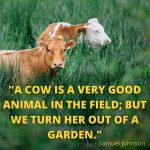 happy cow quotes