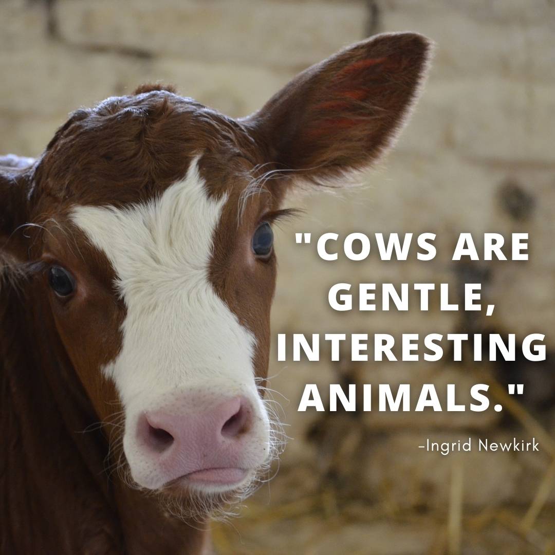 happy cow quotes