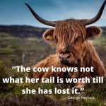 quotes for cow lovers