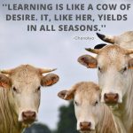 quotes for cow lovers