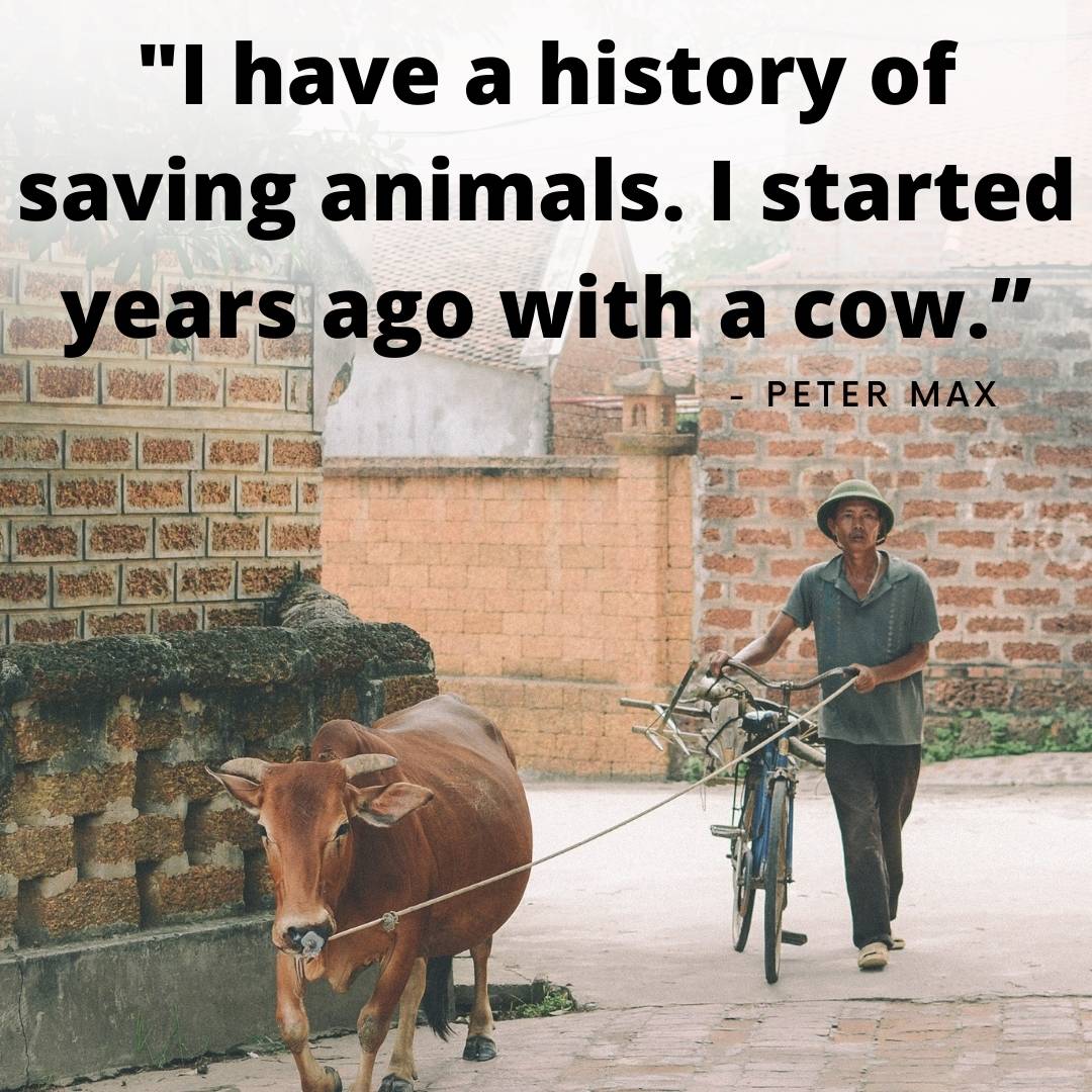 Get more Quotes about Cow
