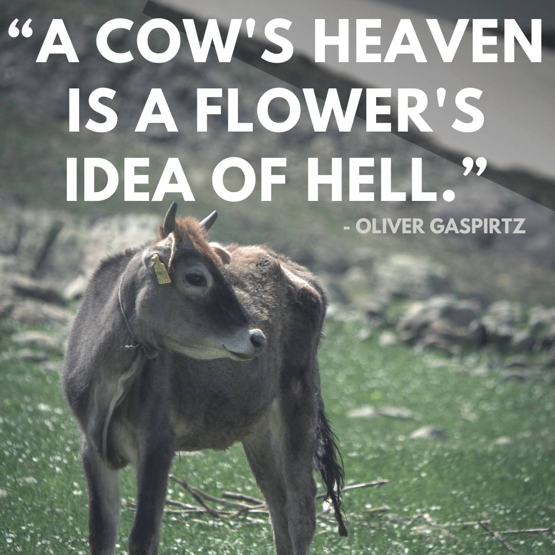 short cow quotes