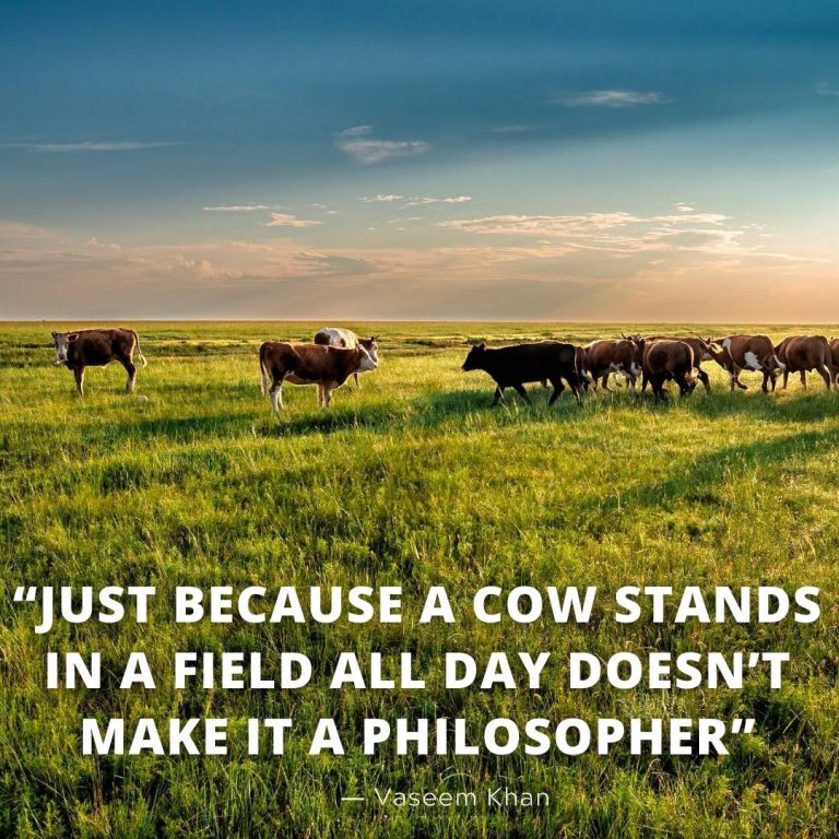 short cow quotes