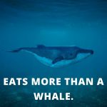 whale puns love