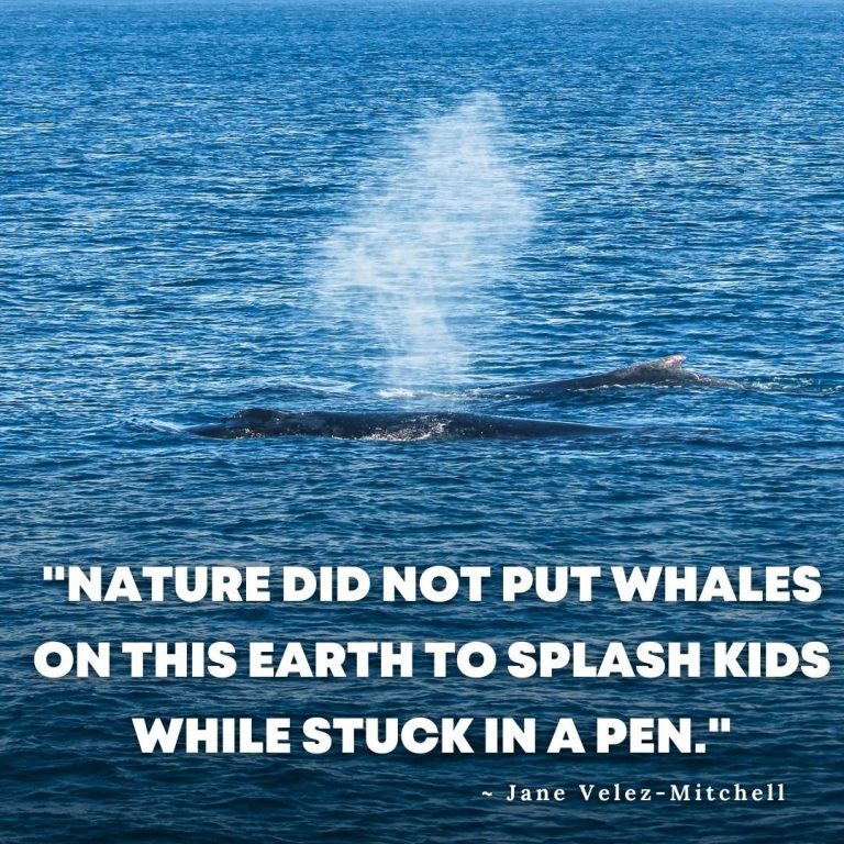 whale puns love