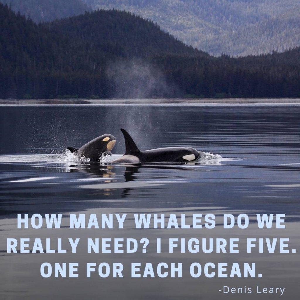 Whale Quotes Goodreads