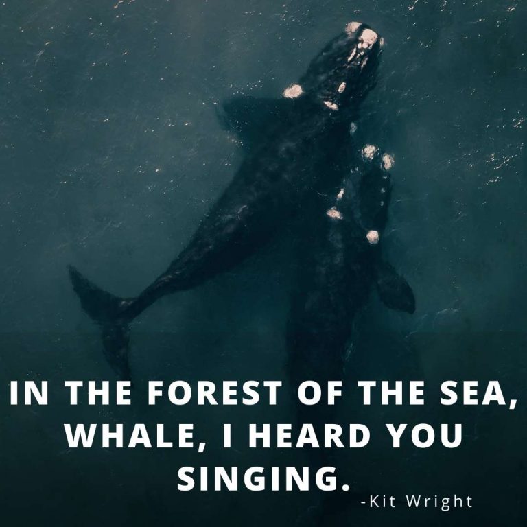 whale quotes inspirational