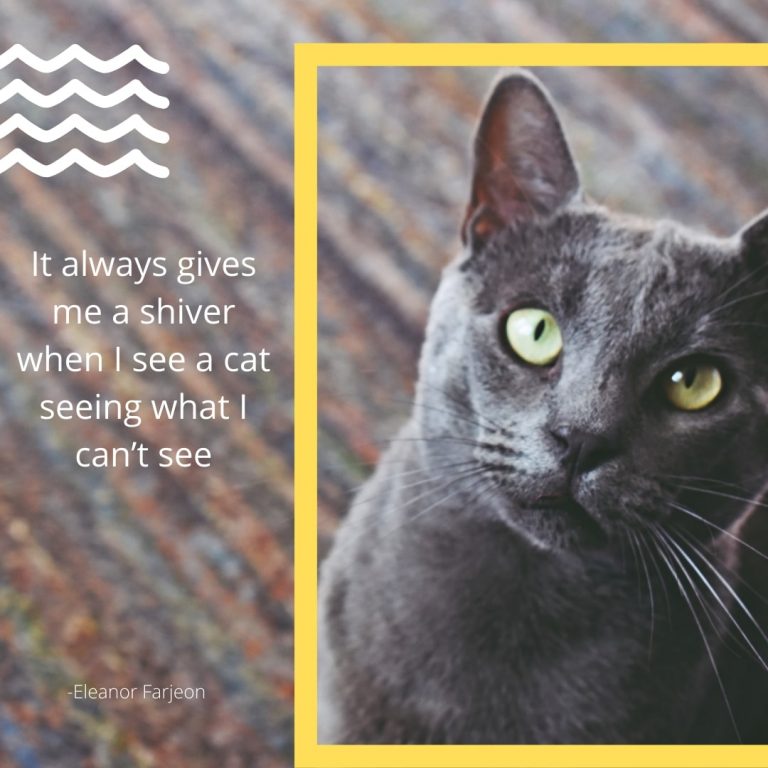 Beautiful Cat Quote