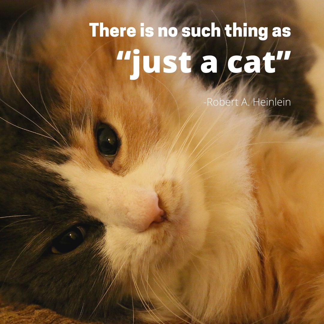 Beautiful Cat Quote