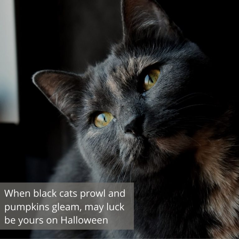 Black Cat quote