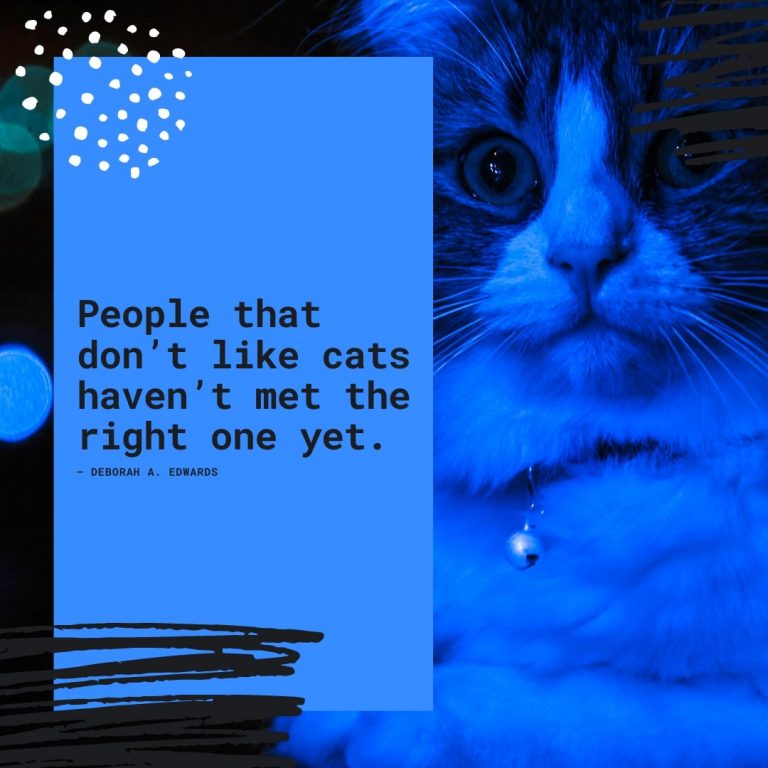 Cat Admiration Quote