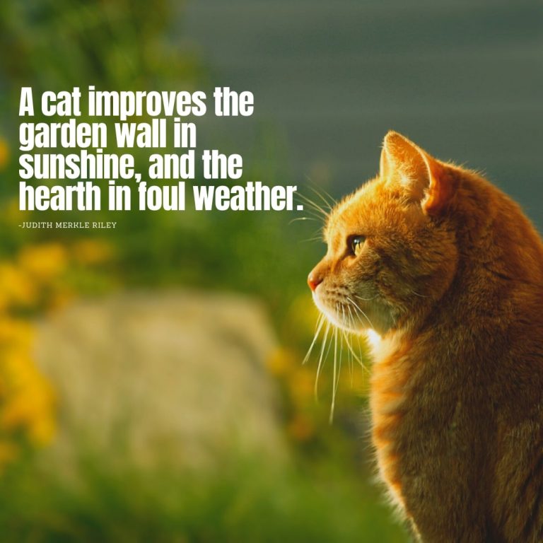 Cat Beautiful Quote