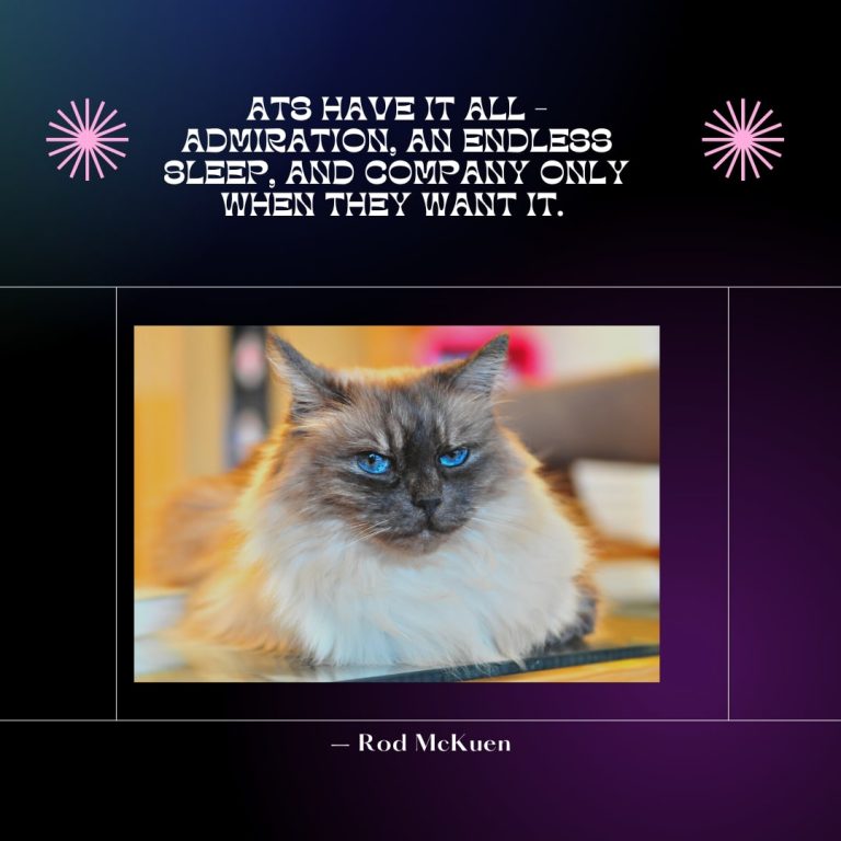 Cat Beautiful Quote