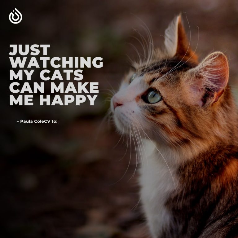 Cat Cute Quote