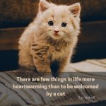 Cat Heartwarming Quote