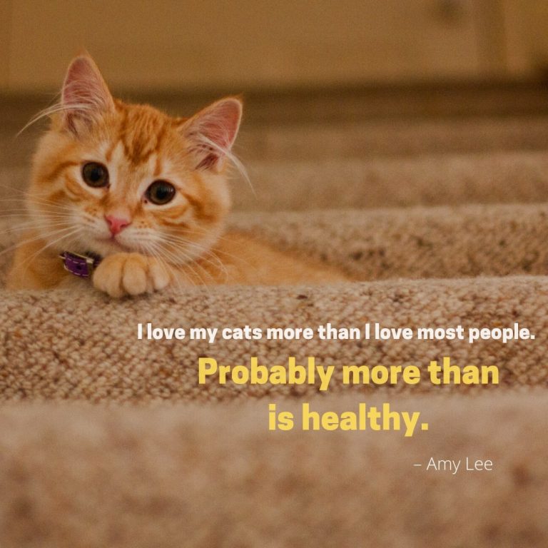 Cat Lover Quote