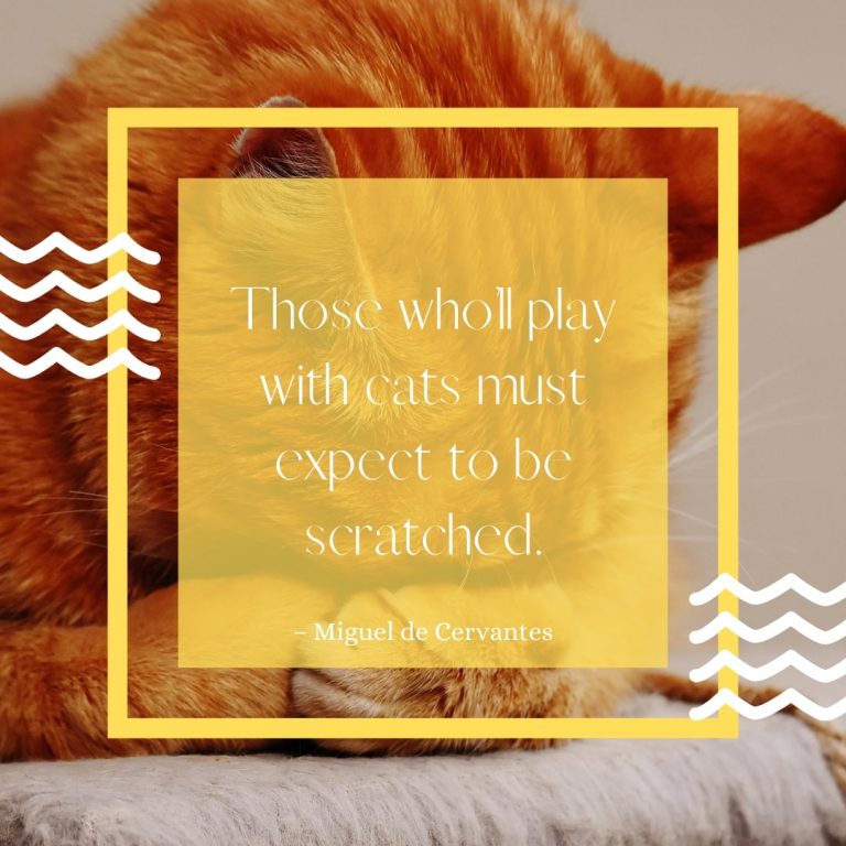 Cat Playing Quote