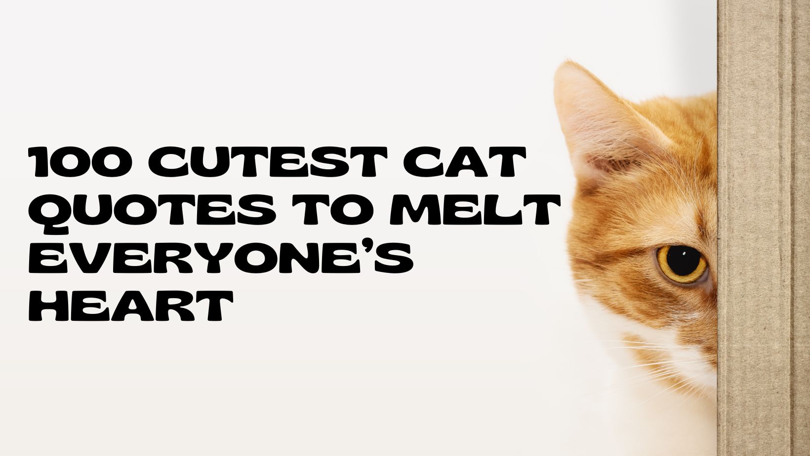 Cat Quotes Feature Image