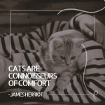Cats Comfort Quote