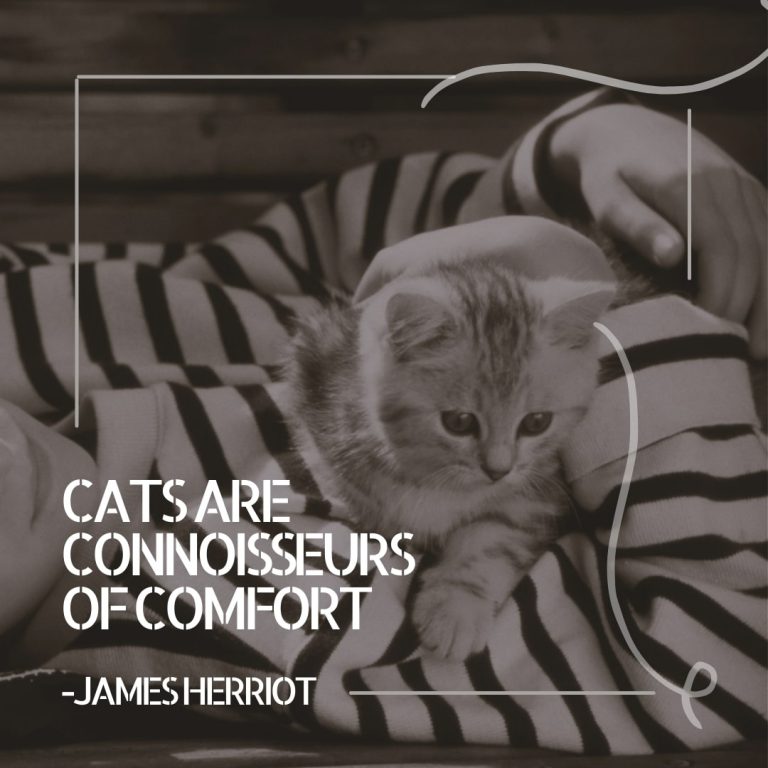 Cats Comfort Quote