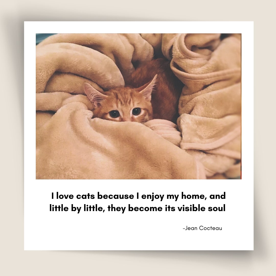 Cats Cute Quote