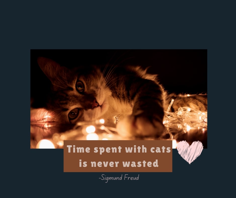 Cats Famous Quote