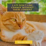 Cats consent Quote
