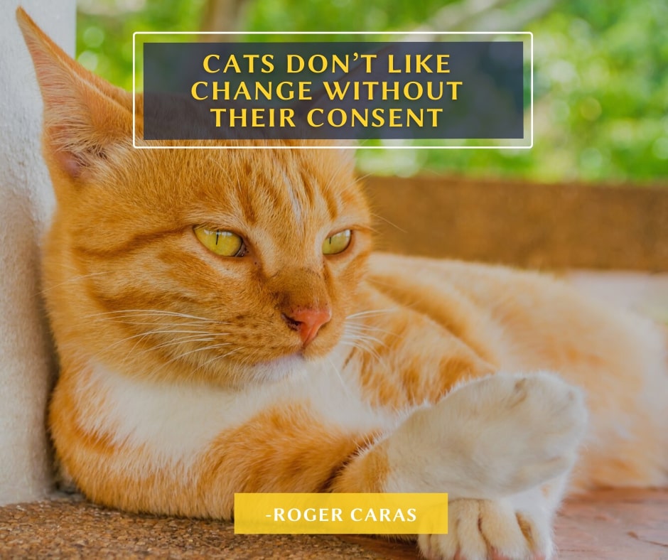 Cats consent Quote
